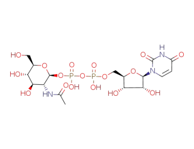 uridine diphosphate N-acetylglucosamine